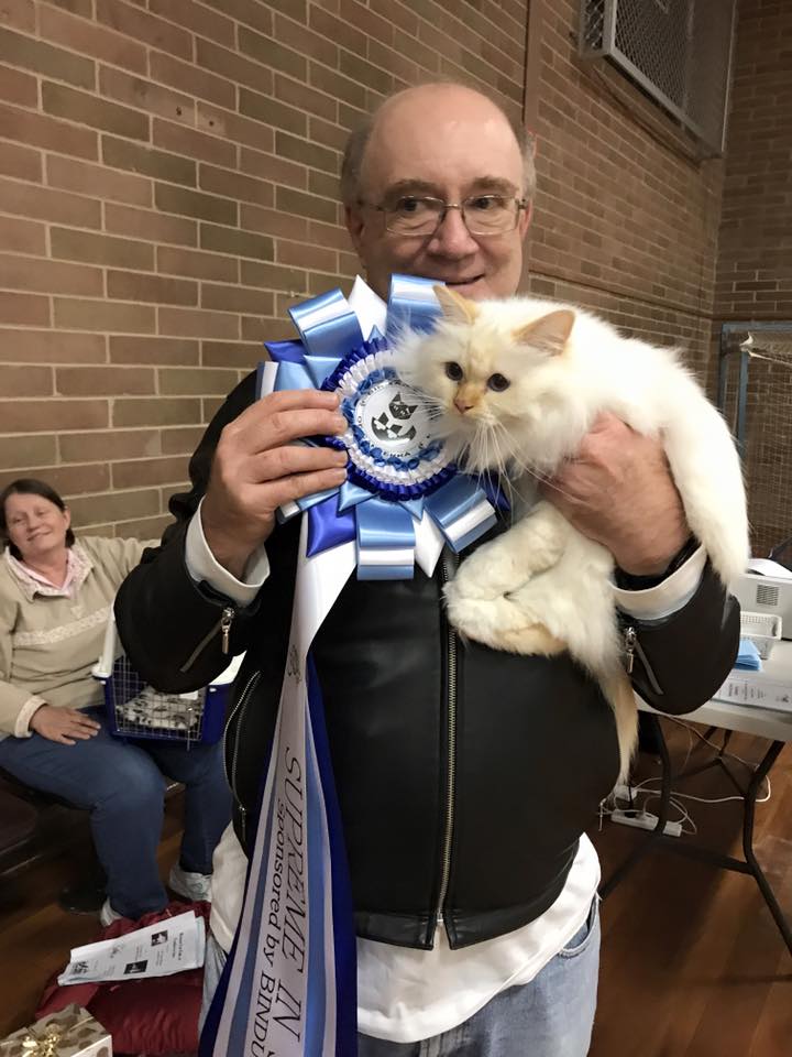 Feanor Red Arrow winning Supreme Birman at the Canberra Birman Show 2017