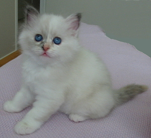 Blue Tortie kitten