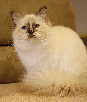 Chocolate tortie adult