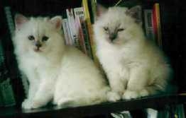 Two torties