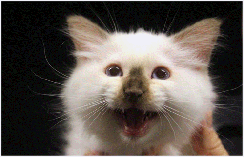 Kitten telling a tale