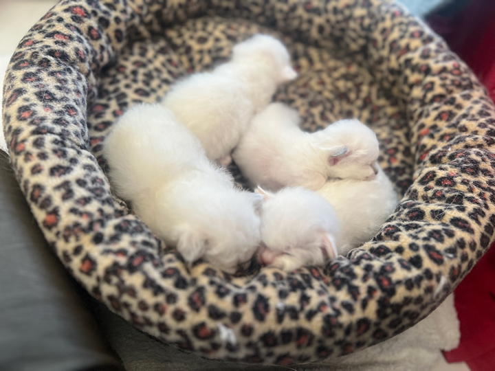 Wisteria's latest litter