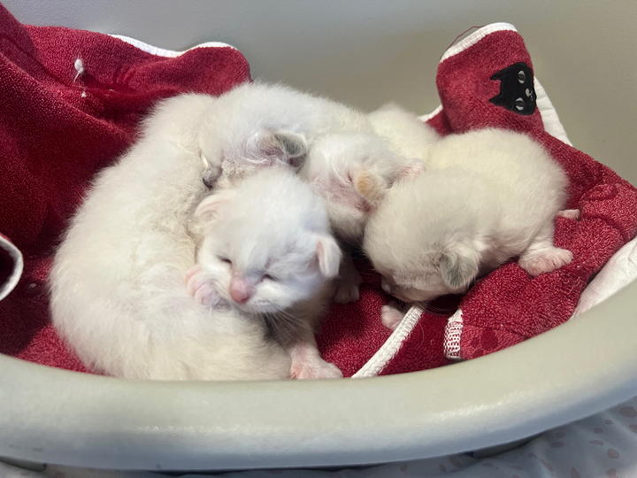 Viola's latest litter