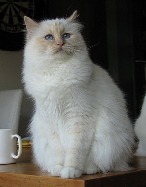 Lilac Tortie adult