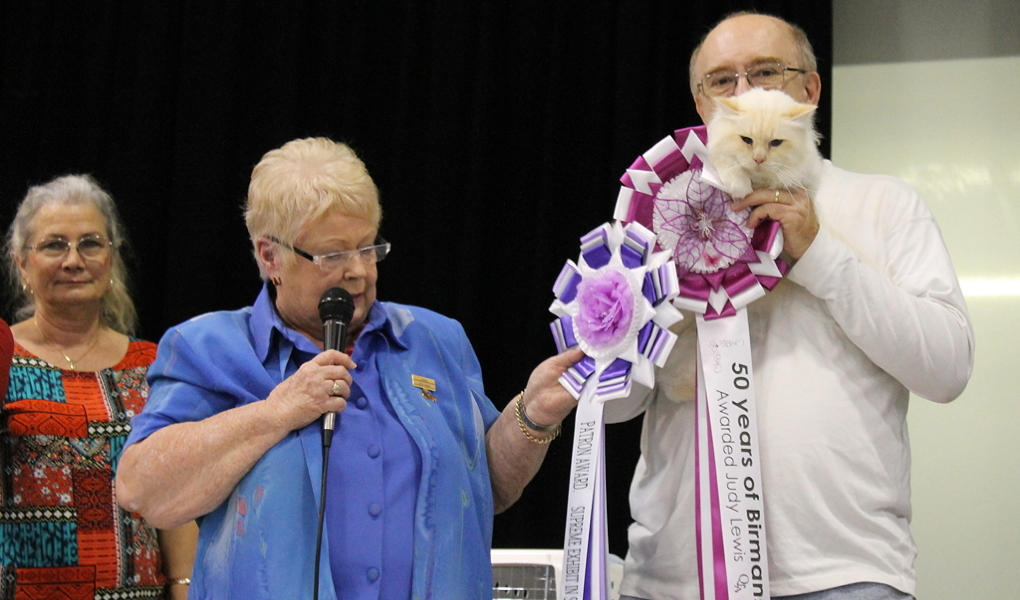 Kucinta Prince Artemis winning Supreme Birman at the Brisbane Birman Show 2017