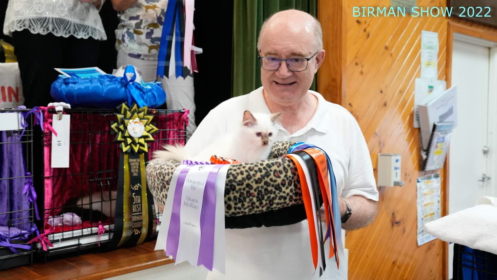 Feanor Signora Viola accepting her ribbons at the Brisbane Birman Show 2022