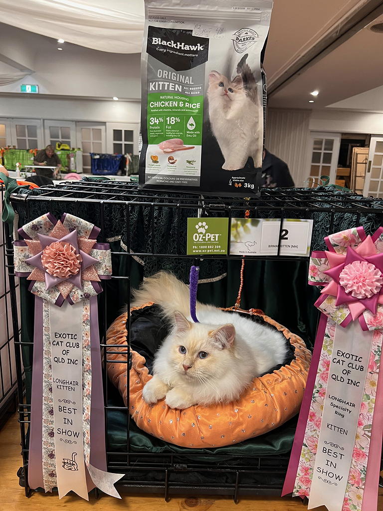 Feanor Yurgen Finehair wins two Best in Shows at Cats Qld September show 2023