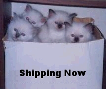 Four of our kittens in a shipping box