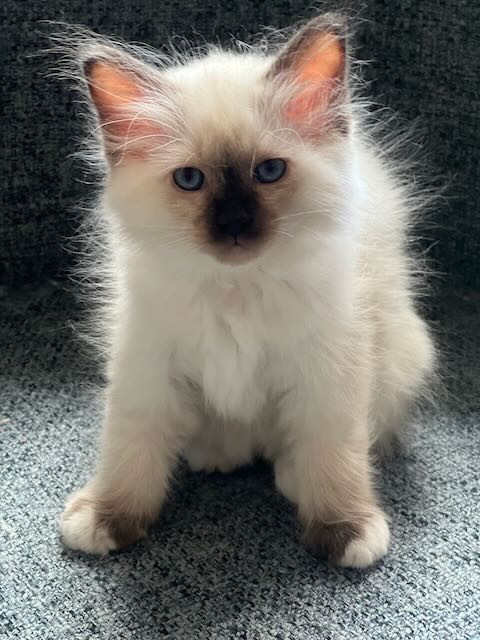 Wisteria's daughter, Diva