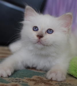 Lilac Tortie kitten