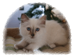 Seal Tortie kitten