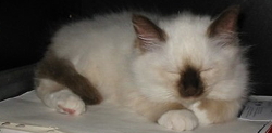 Seal point kitten