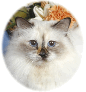 Seal Tortie adult