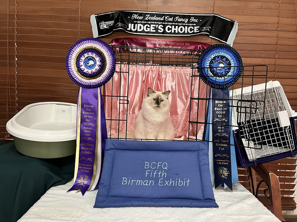 Feanor Wanassa Wisteria showing off her prizes from the Brisbane Birman Show 2023