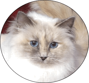 Blue Tortie adult